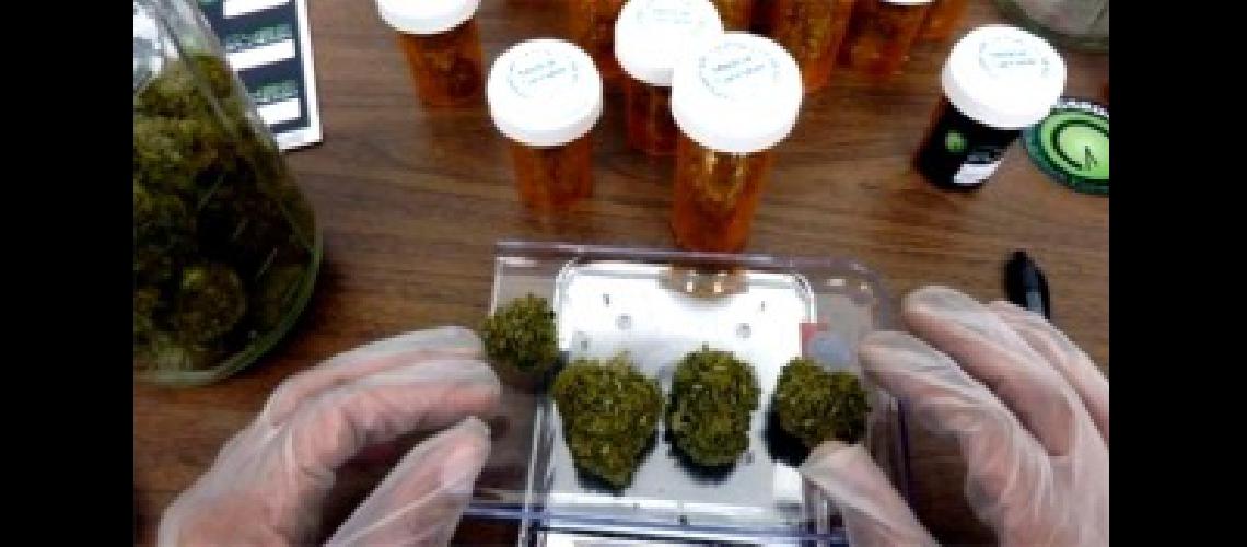 Buenos Aires adheriraacute a la ley que permite el uso medicinal del cannabis