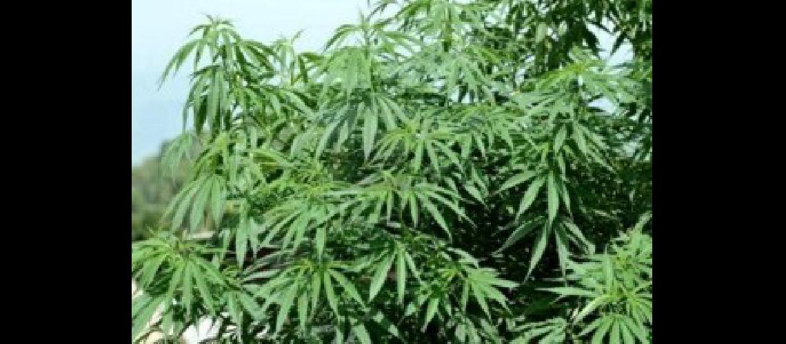 El Poder Ejecutivo promulgoacute la ley que aprueba el uso medicinal de la planta de cannabis