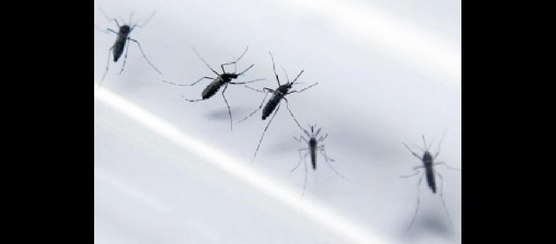Si el clima sigue igual la invasioacuten de mosquitos puede durar un mes