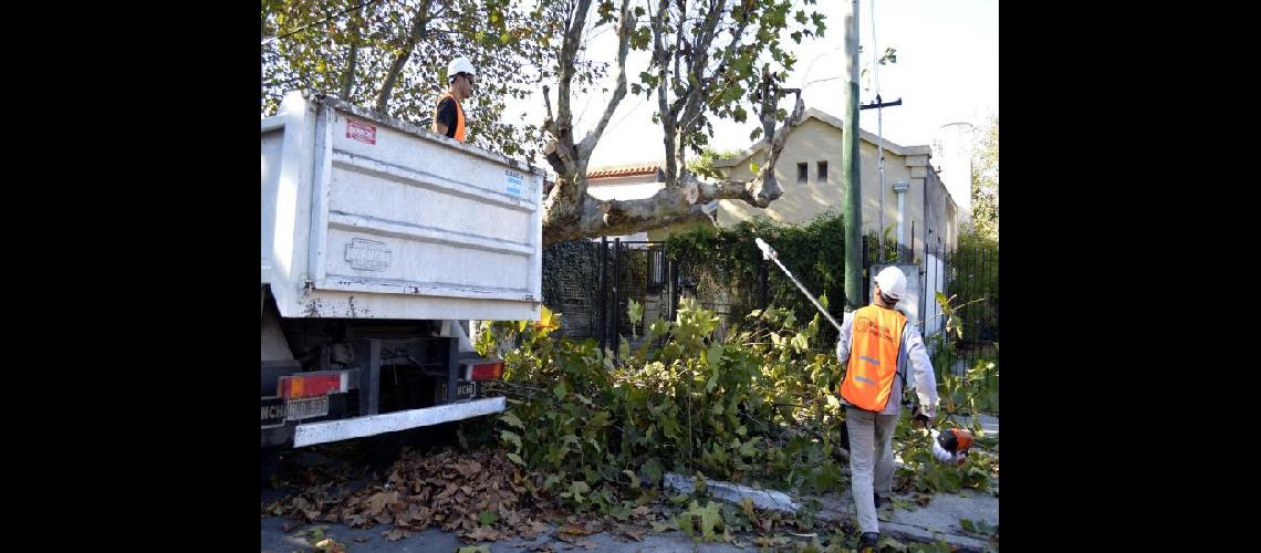 Comenzoacute una nueva temporada de poda en Lomas