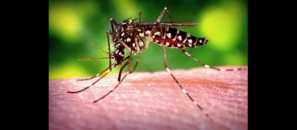 Campantildea exitosa contra el dengue