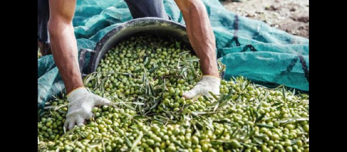 Calculan que la cosecha de aceitunas alcanzaraacute a 85000 toneladas este antildeo