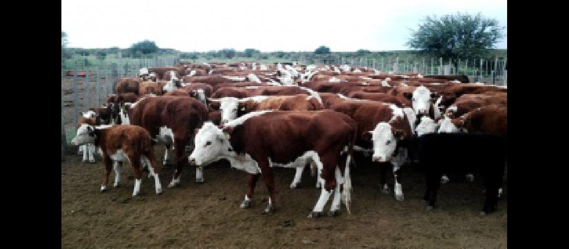 El Senasa facilita el movimiento de bovinos en las zonas inundadas