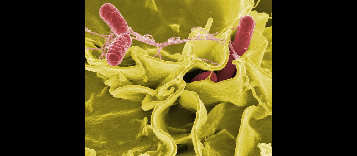 Crean un yogur que protege de la salmonella