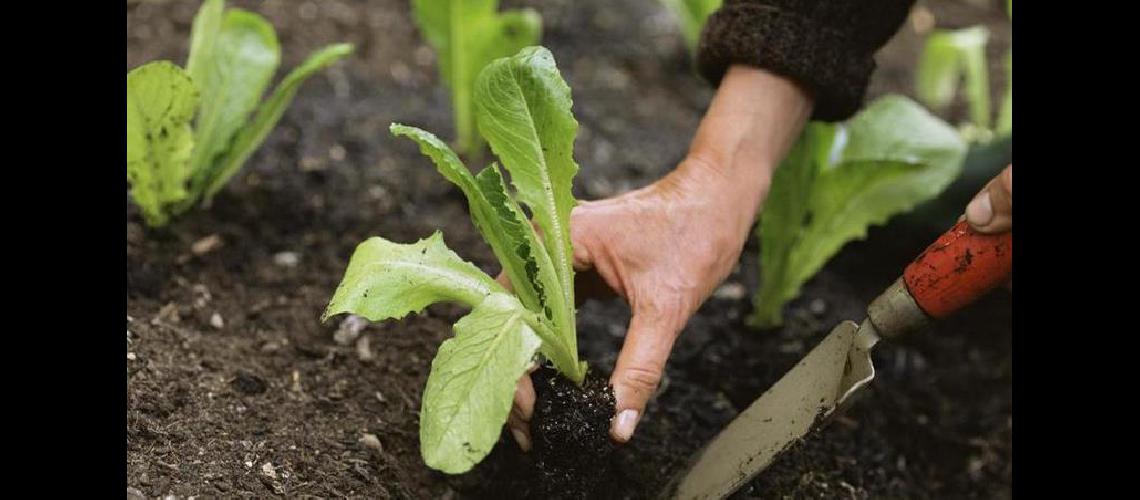 Taller gratuito de huerta orgaacutenica