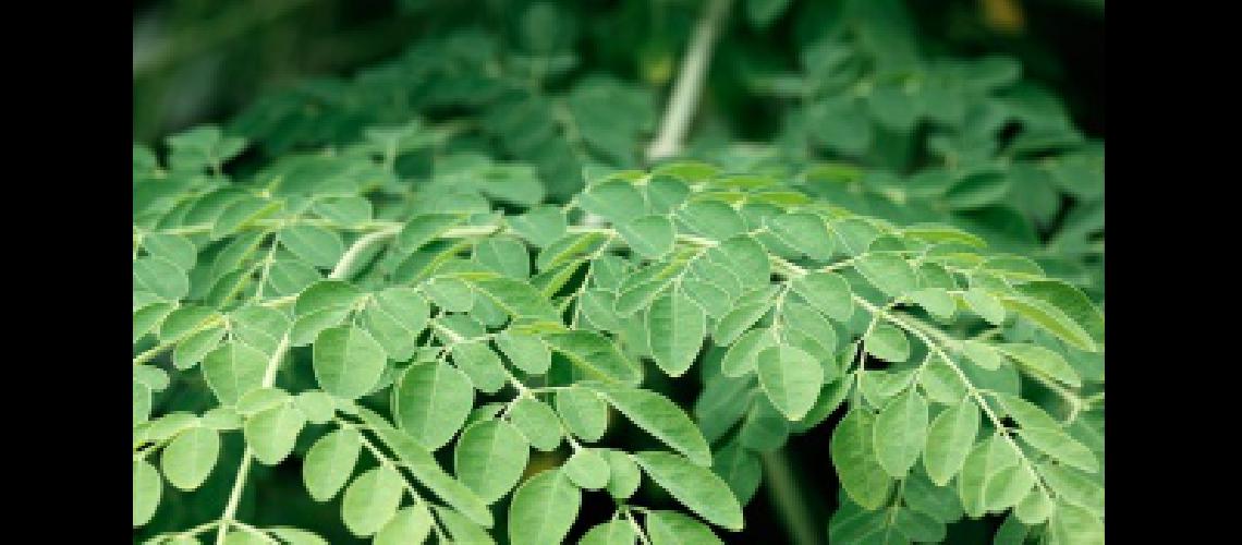 Los beneficios de la moringa la planta milenaria que ya se cultiva en Argentina