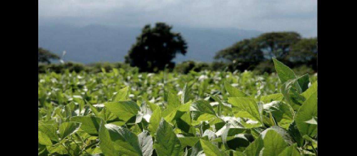 La Caacutemara de Cereales destacoacute la muy buena calidad de soja que se produce