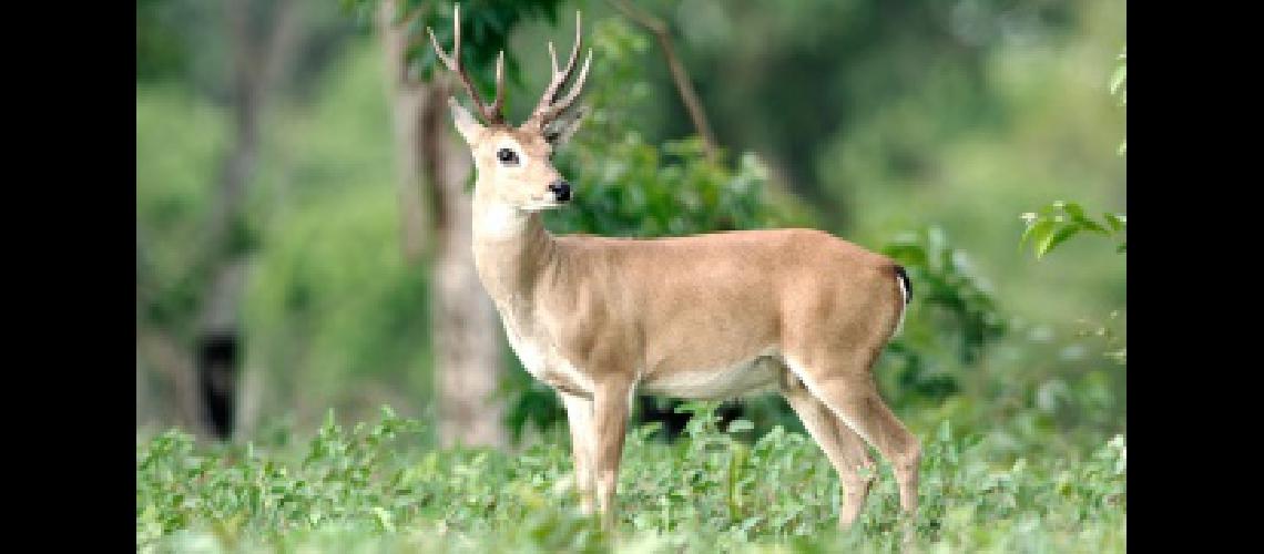 Multan con 200 mil pesos a un cazador de especies en viacuteas de extincioacuten