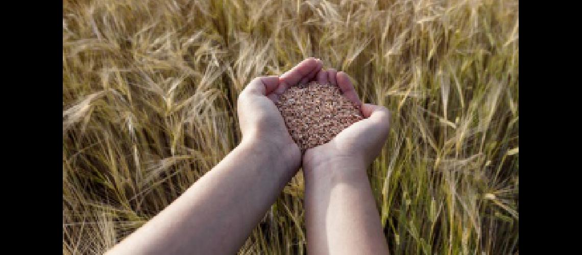 El Gobierno entregoacute semillas a pequentildeos productores agropecuarios