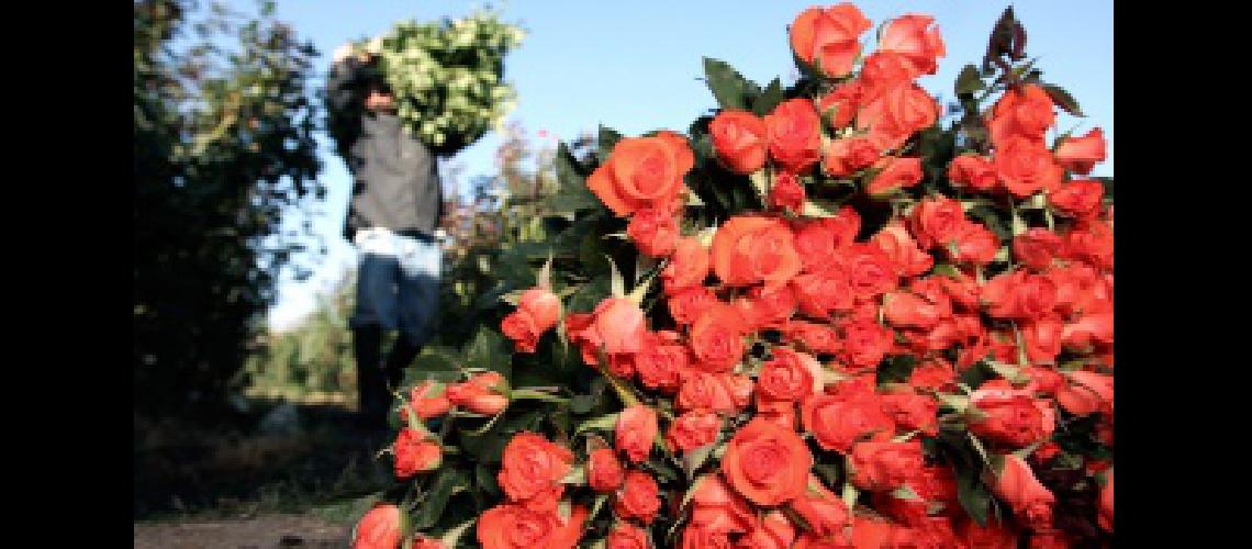 Apoyo nacional al trabajo de productores de rosas en el norte de la provincia