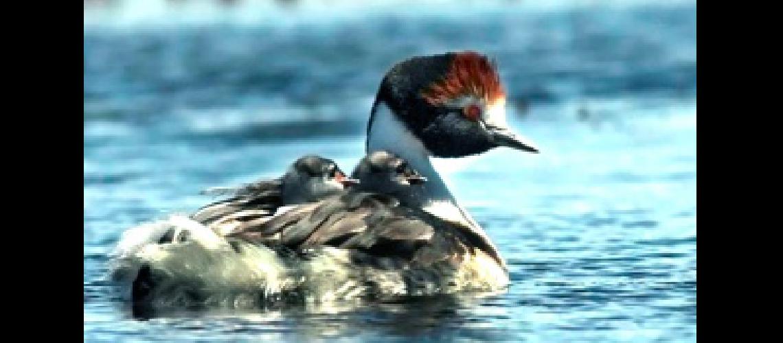 Lanzan una campantildea que busca declarar monumento natural al Macaacute Tobiano