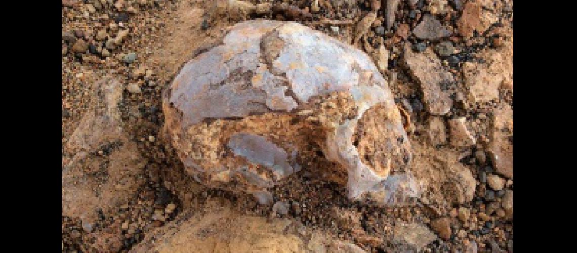 Descubren un craacuteneo de 13 millones de antildeos que emparenta a simios y humanos