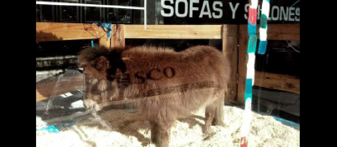 Una muebleriacutea de Palermo fue denunciada por exhibir un pony en su vidriera