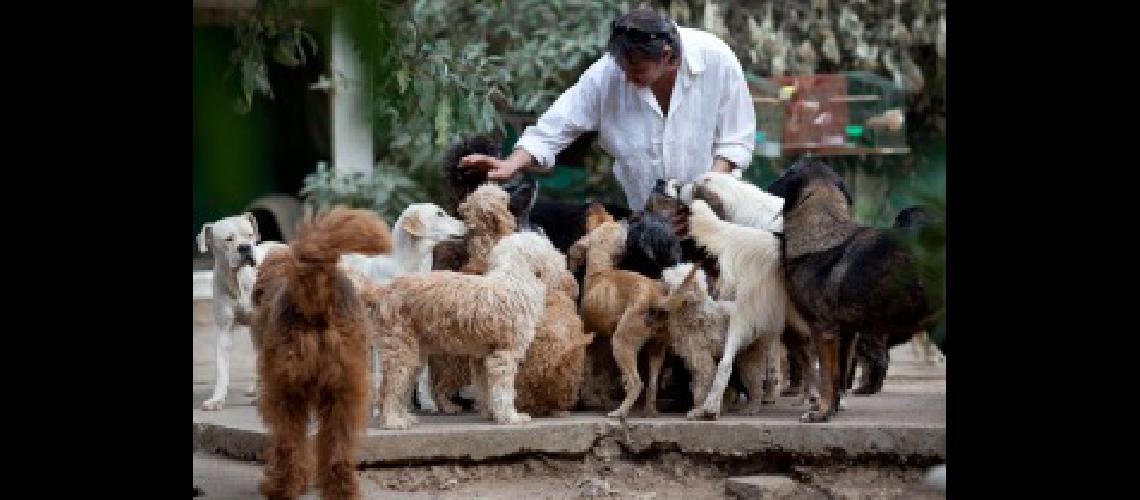 Disponen la creacioacuten de cuchas puacuteblicas para unos 30000 perros abandonados