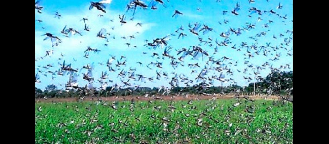 Disponen un plan para combatir mangas de langosta en Coacuterdoba