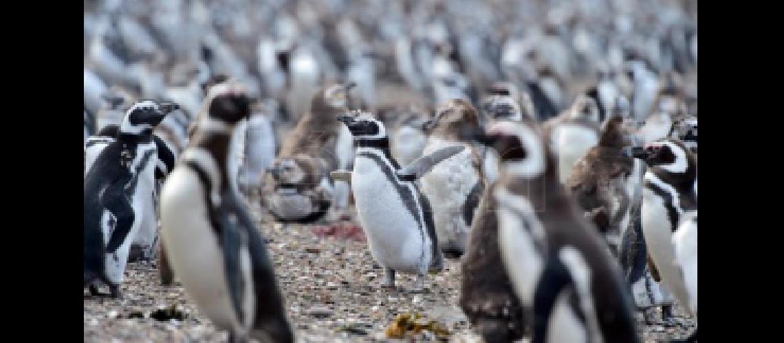 El puacuteblico podraacute visitar la pinguumlinera de Punta Tombo a partir del viernes