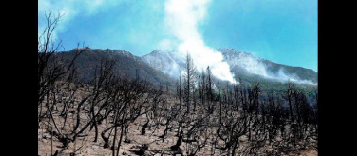 Recuperan aacutereas de bosques afectadas por incendios forestales