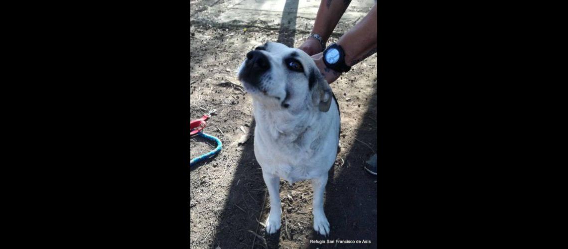 Piden ayuda con los animales rescatados
