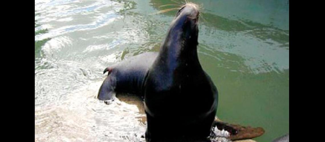 Rescataron a un lobo marino y se recupera para volver al mar