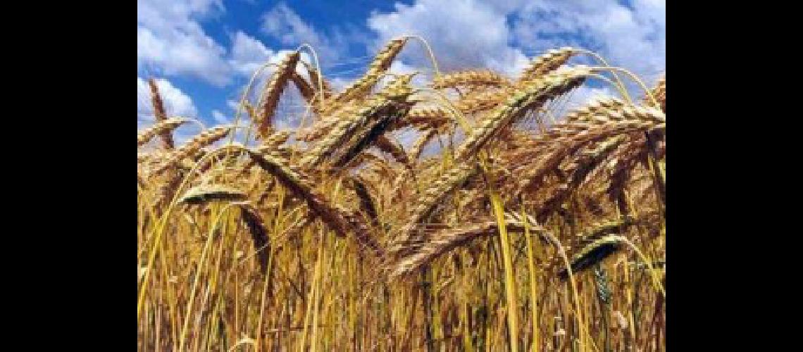 Por las lluvias el 50-en-porciento- del trigo se encuentra en estado regular