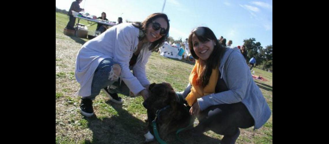 Nueva jornada de adopcioacuten de perros