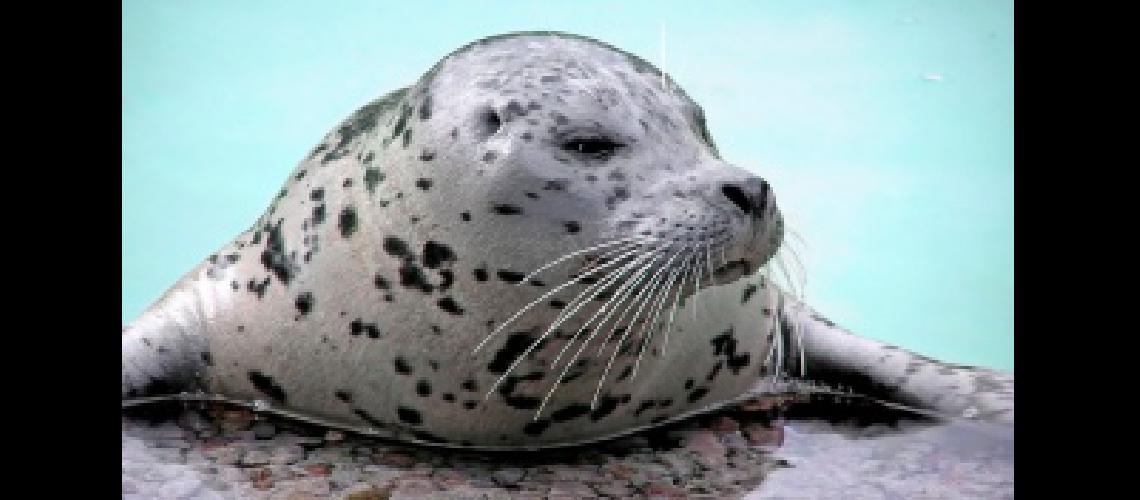 Aseguran que las focas dejaraacuten de ser un animal anfibio y se moveraacuten soacutelo en el agua
