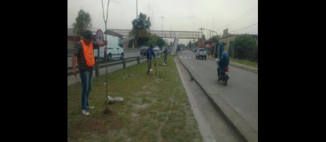 Avanza en los barrios el Plan de Arbolado Urbano