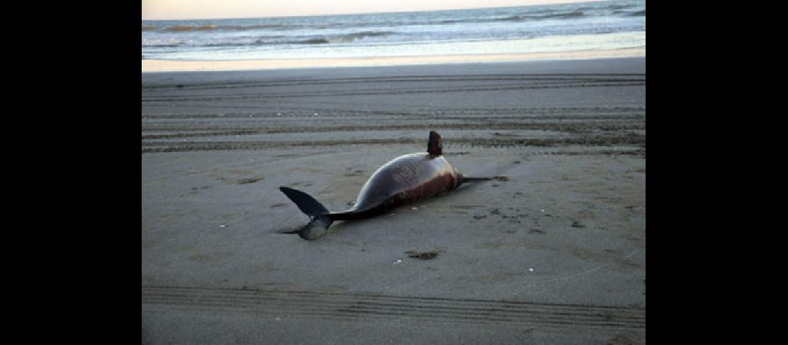 Encontraron a cuatro delfines muertos en la costa bonaerense