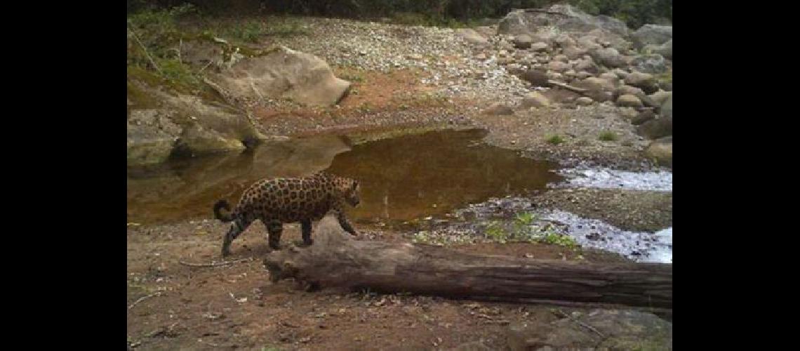 Trabajan en Salta para crear la reserva del Yaguareteacute