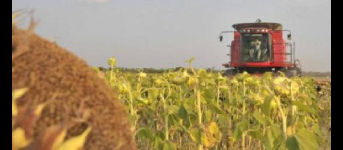Aumentoacute 12-en-porciento- la produccioacuten de aceite de girasol en la provincia de Buenos Aires