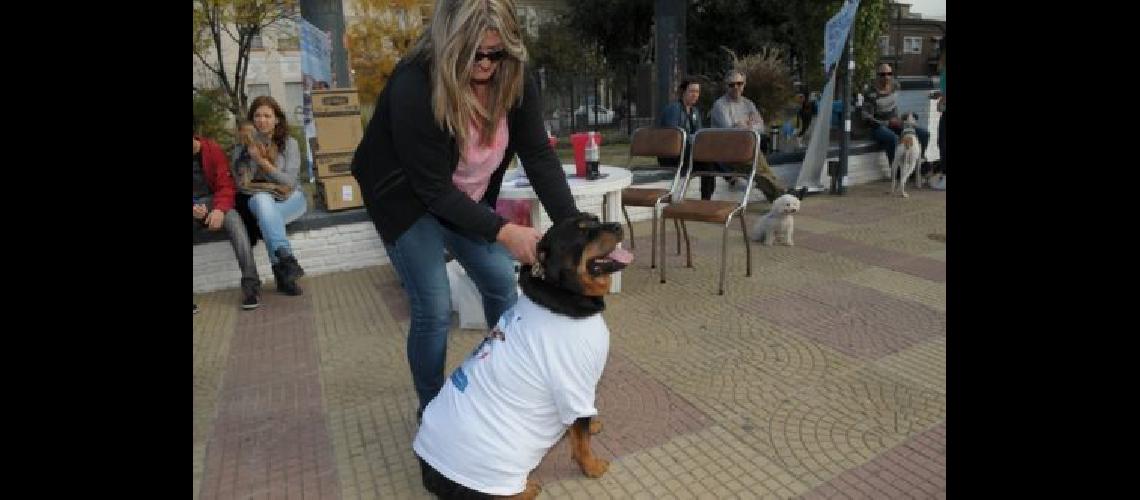 Uacuteltima jornada de adopcioacuten de 2017