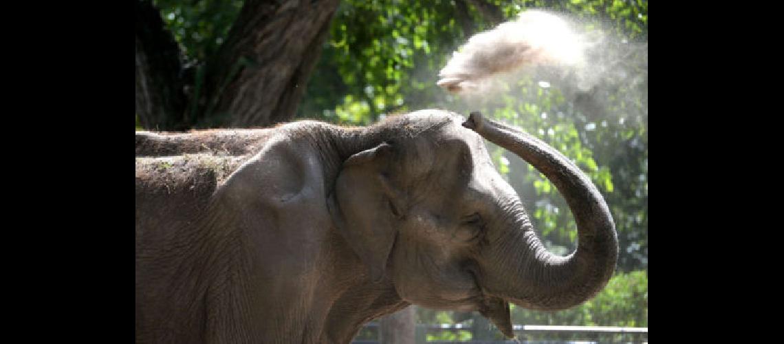Un experto indio atiende a una elefanta en La Plata para llevarla a un santuario en Brasil