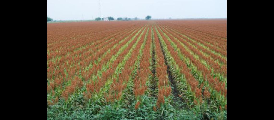 Avanza la siembra de Sorgo Graniacutefero en Buenos Aires Coacuterdoba Santa Fe y Entre Rios