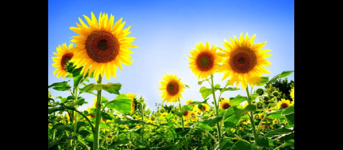 El aacuterea implantada con girasol en todo el paiacutes alcanzoacute las 1750000 hectaacutereas