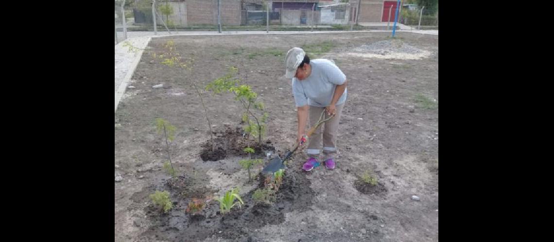 El Municipio avanza con obras de forestacioacuten en los espacios puacuteblicos