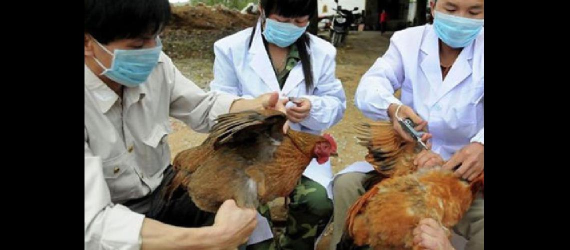 Corea del Sur sacrificaraacute 197000 pollos tras nuevo caso de gripe aviar