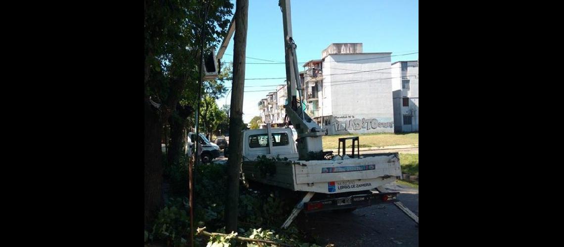 Podan las copas de los aacuterboles para despejar luces en plazas y parques