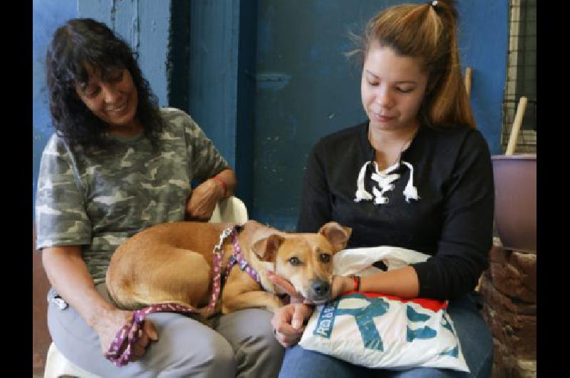 El Centro de Zoonosis de Lanuacutes atendioacute a 1300 perros y gatos en 2018