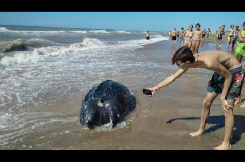 Un extrantildeo ejemplar animal aparecioacute en Mar Azul