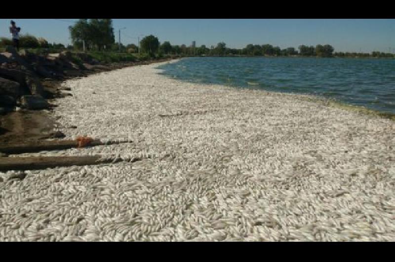 Aparecieron miles de peces muertos en una laguna de La Pampa