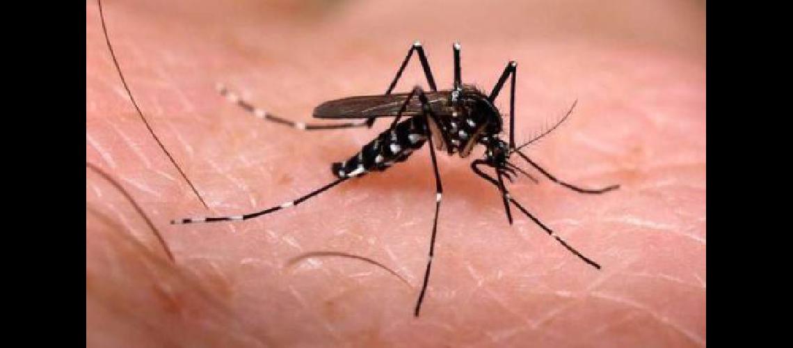 Confirman tres casos de dengue en Coacuterdoba