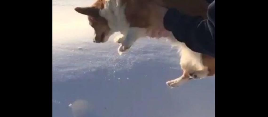 Tiroacute a su perro al vaciacuteo y el video se volvioacute viral