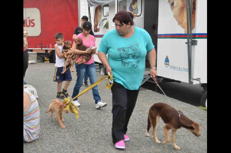 Todos los mieacutercoles vacunan gratis a las mascotas en Lanuacutes
