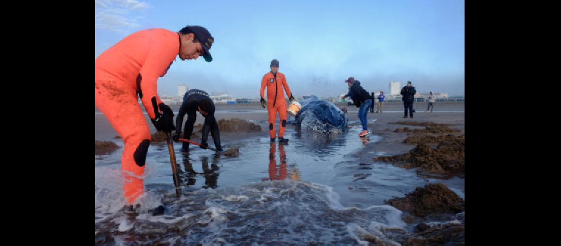 Mar del Plata- trabajan para rescatar a una ballena varada