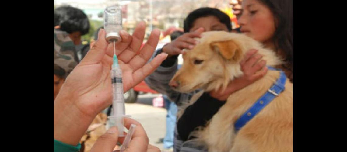Vacunan gratis contra la rabia en Echeverriacutea