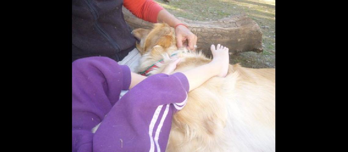 Terapia con perros una opcioacuten para estimular asistir y generar viacutenculos