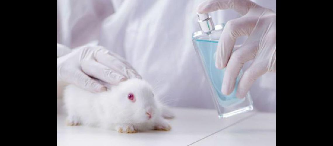 Piden prohibir el uso de ratones y conejos en pruebas de cosmeacutetica