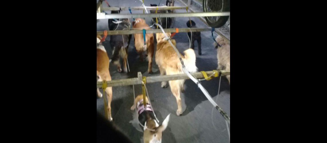 Desde hace 15 antildeos pasea perros por Banfield con su nave correcanino
