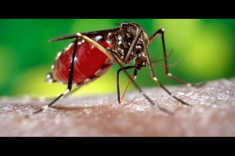 Un preocupante iacutendice de casos de dengue en Paraguay