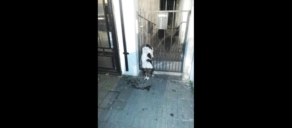 Banfield- un perro quedoacute atrapado en una reja y lo salvaron los Bomberos